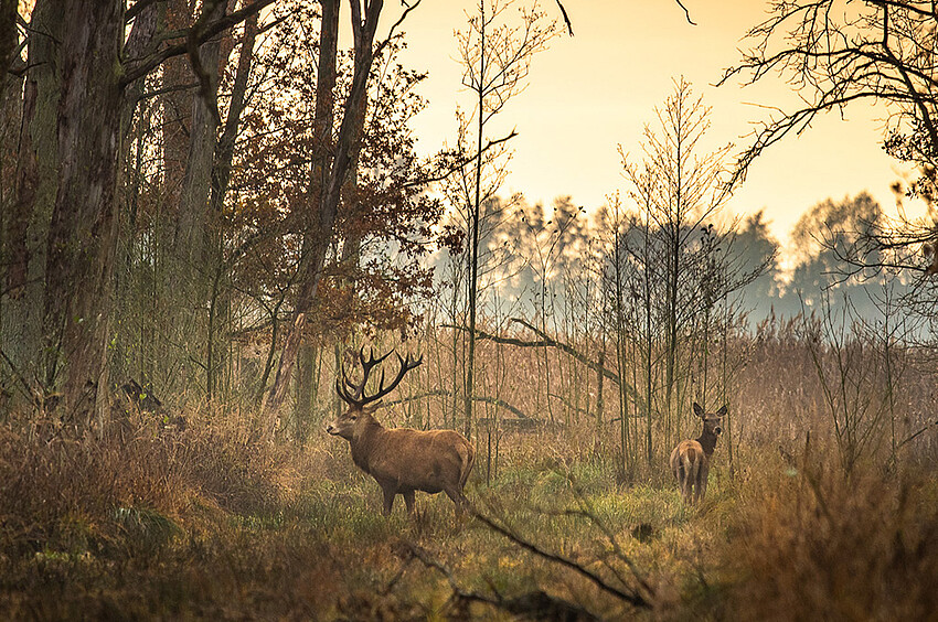 © Stefan Schwill